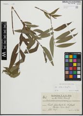 Foto von Salix alba L. x Salix fragilis L.